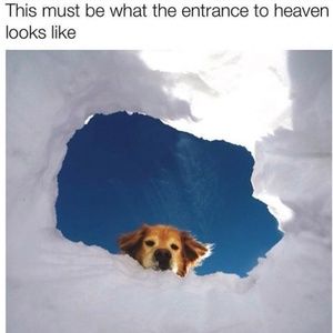 All dogs go to Heaven